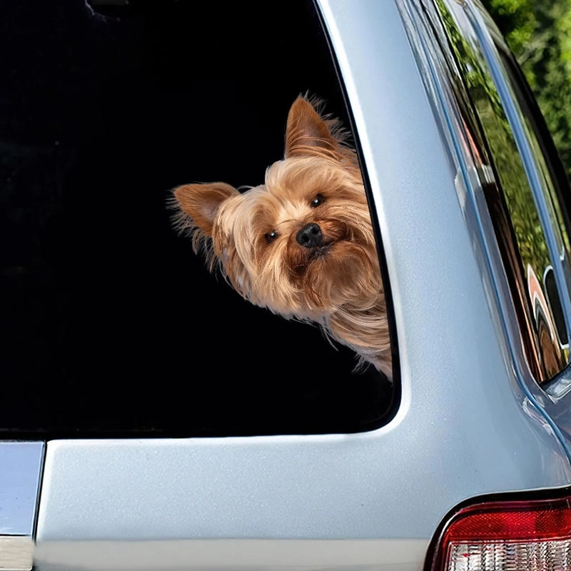 Yorkshire Terrier Dog - Peekaboo Dog Head Car Sticker - DS006