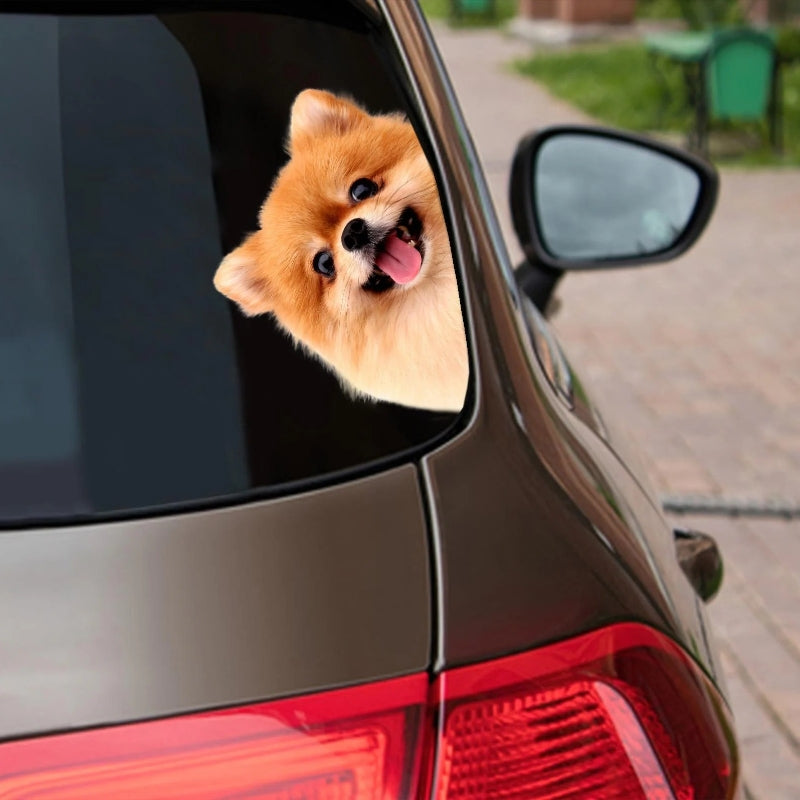 Pomeranian Dog - Peekaboo Dog Head Car Sticker - DS011
