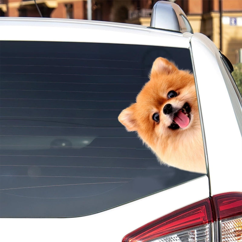 Pomeranian Dog - Peekaboo Dog Head Car Sticker - DS011