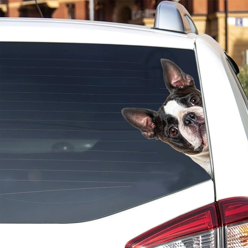 Boston Terrier Dog - Peekaboo Dog Head Car Sticker - DS020