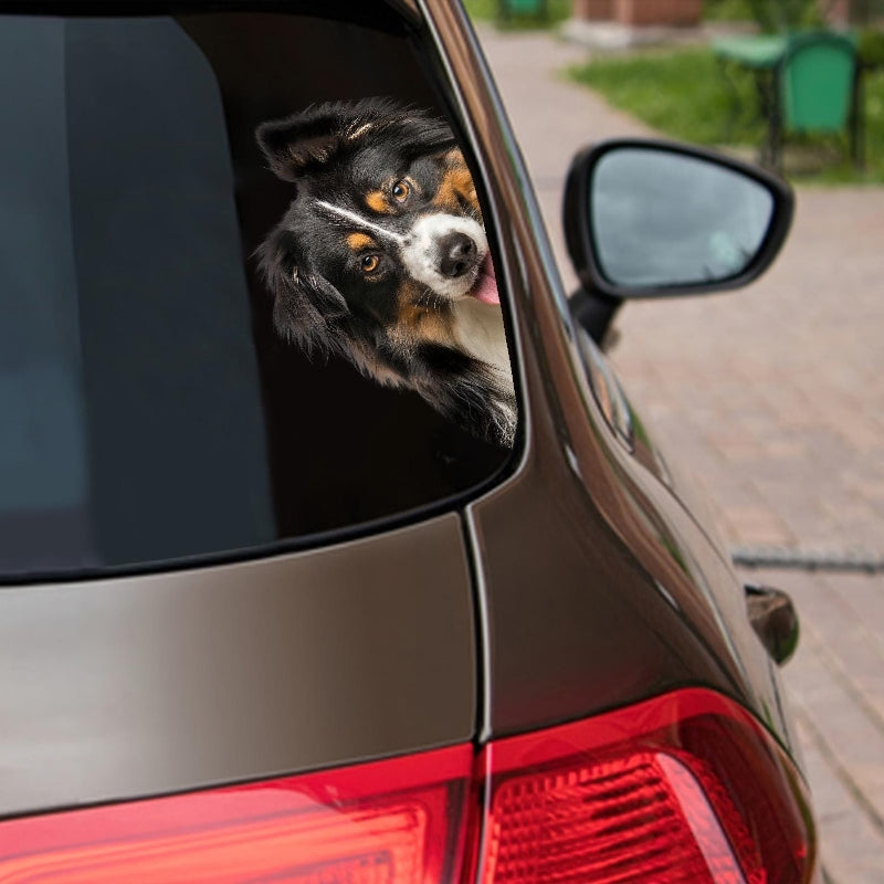 Australian Shepherd Dog - Peekaboo Dog Head Car Sticker - DS024