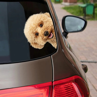 Maltipoo Dog - Peekaboo Dog Head Car Sticker - DS013