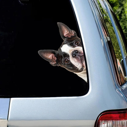 Boston Terrier Dog - Peekaboo Dog Head Car Sticker - DS020