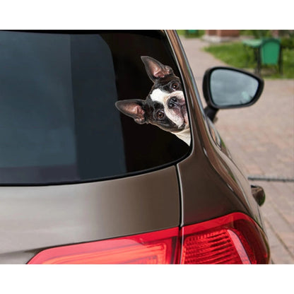 Boston Terrier Dog - Peekaboo Dog Head Car Sticker - DS020