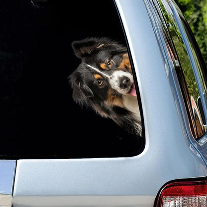 Australian Shepherd Dog - Peekaboo Dog Head Car Sticker - DS024